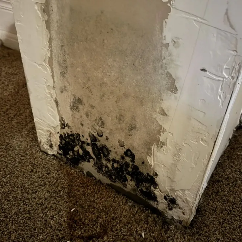 Professional Mold Removal in Milton, DE
